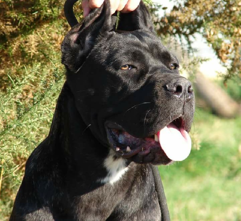 Ferrari saphir Dei Molossi Aretusei